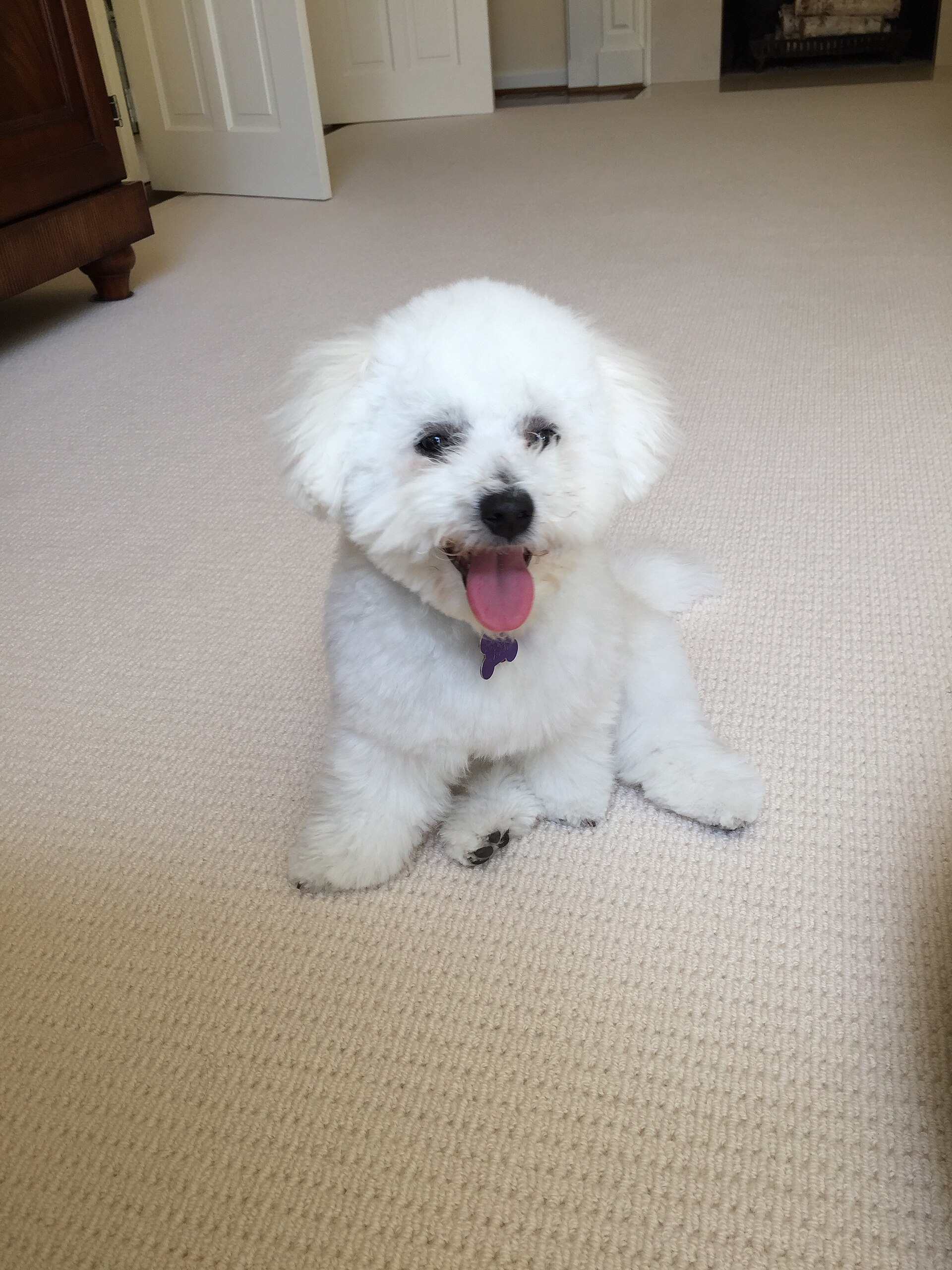A white Bichon Frise with a rounded curly coat, sitting on a carpet.