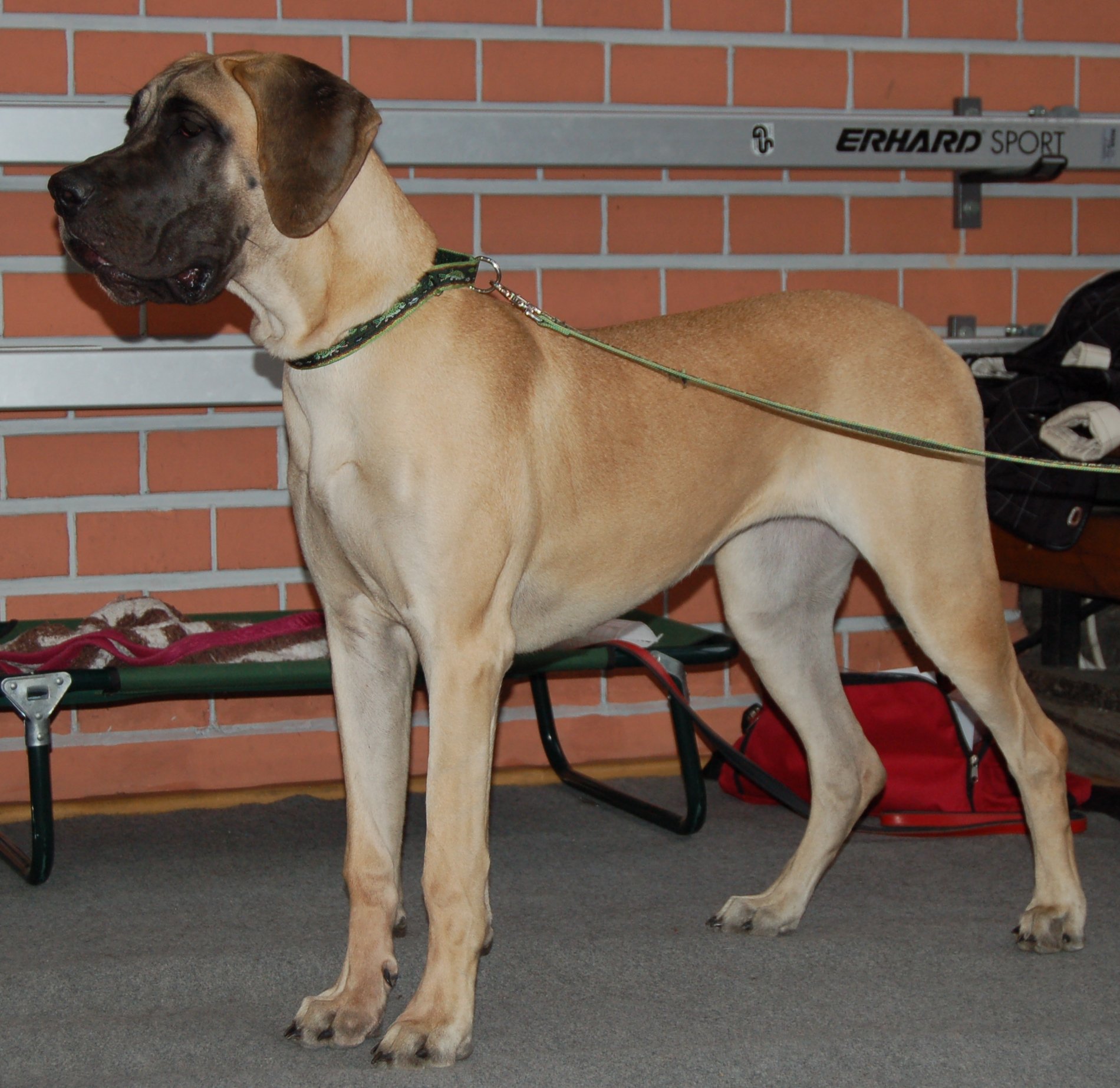 A fawn Great Dane with a dark mask and drop ears, standing in profile on a lead.