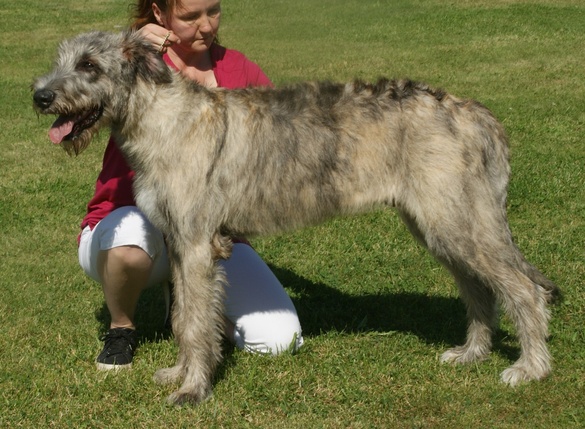 A tall grey brindle Irish Wolfhound with a rough coat and beard, standing beside a kneeling person.
