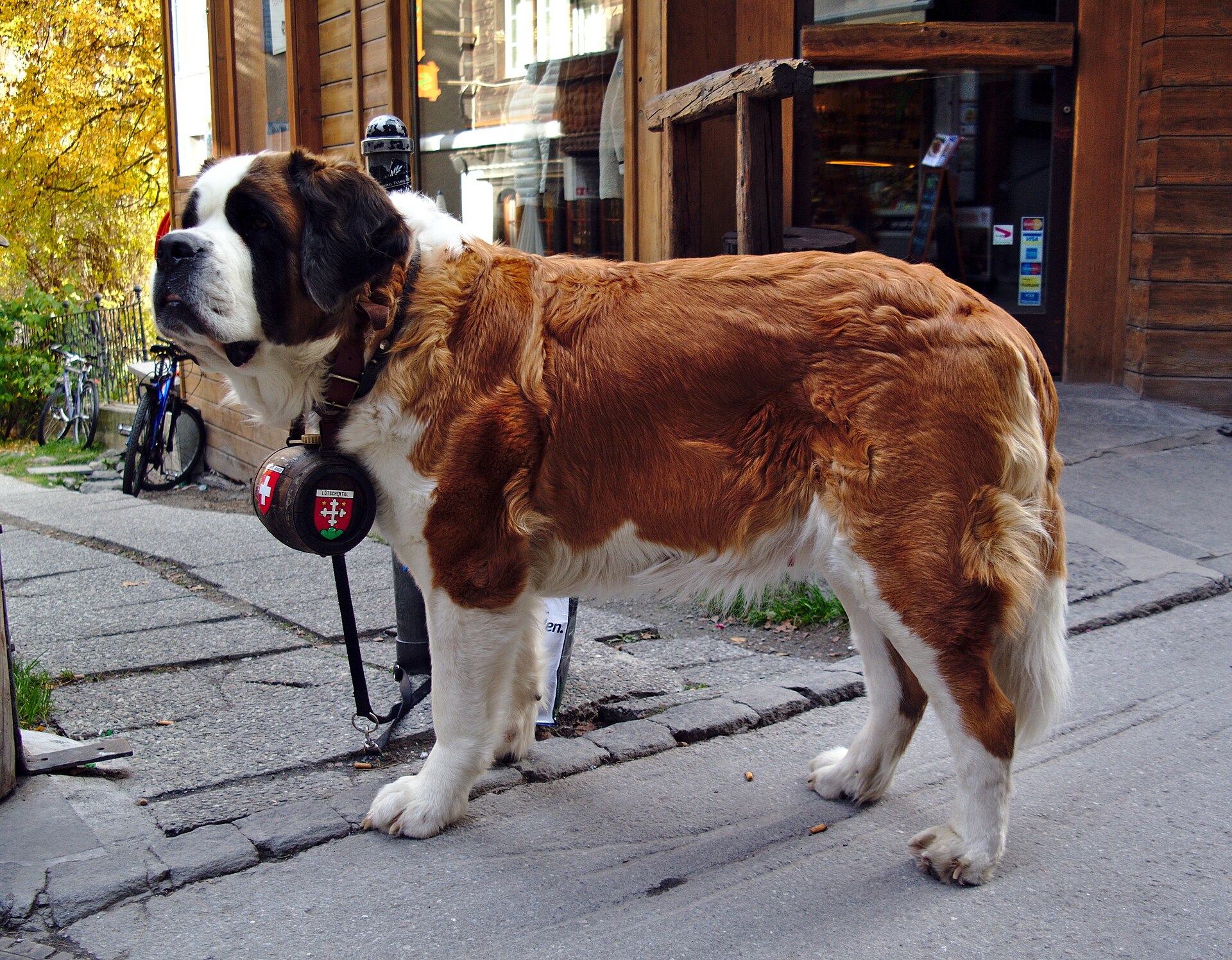 A white and red Saint Bernard in profile on a street, with a small barrel hanging from its collar.