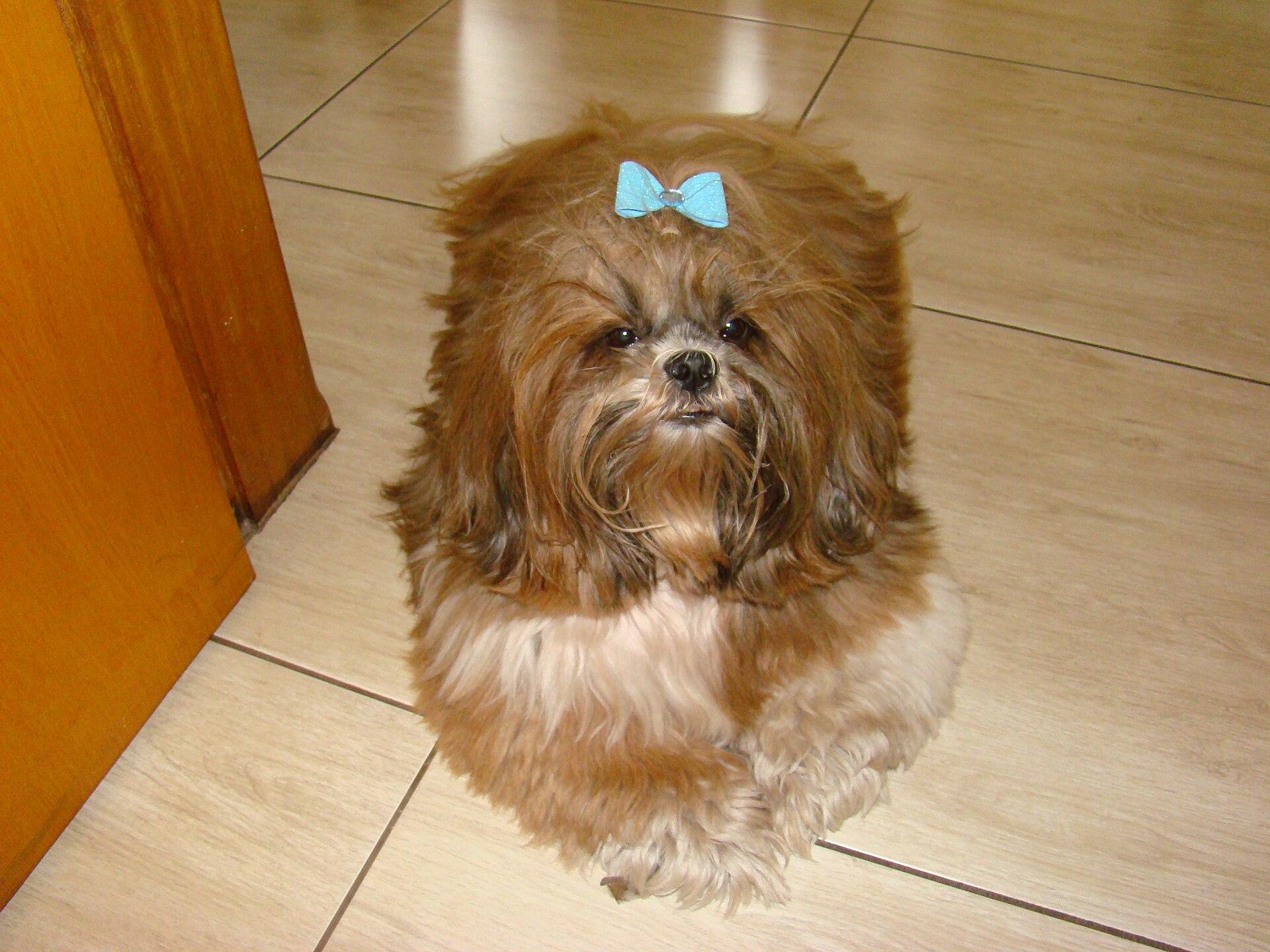A small Shih Tzu with long brown and white fur and a blue bow on its head.