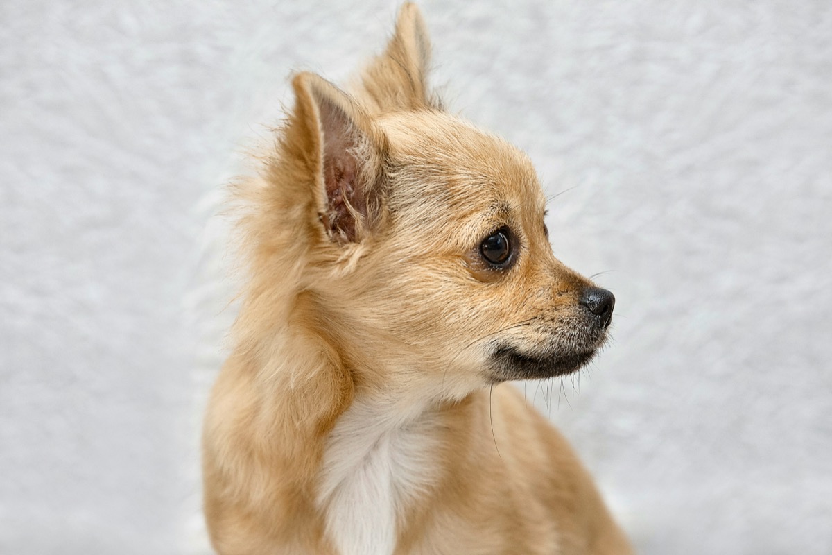 Chihuahua
