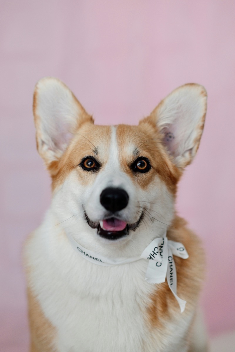 Corgi
