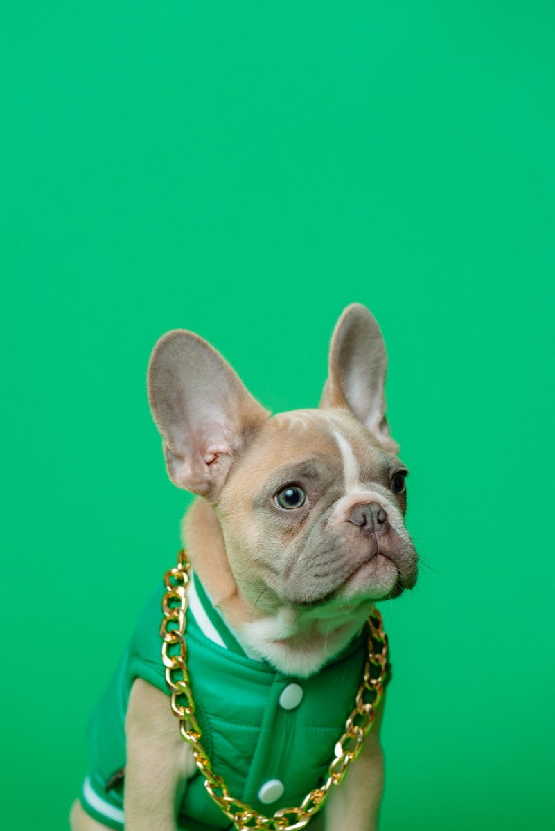 French Bulldog