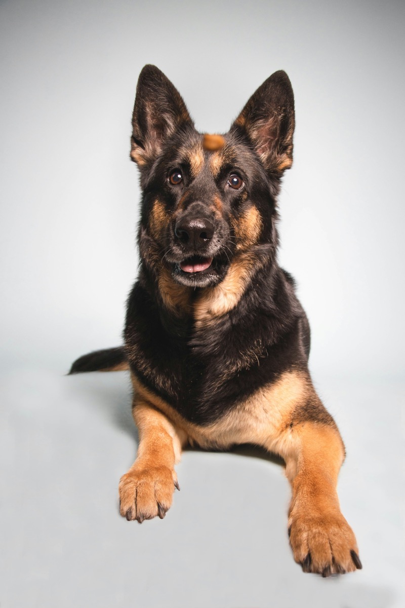 German Shepherd