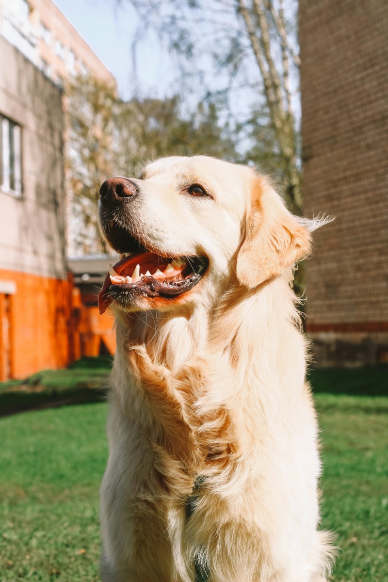 Golden Retriever