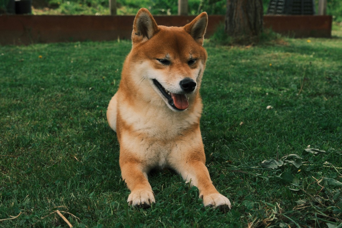 Shiba Inu