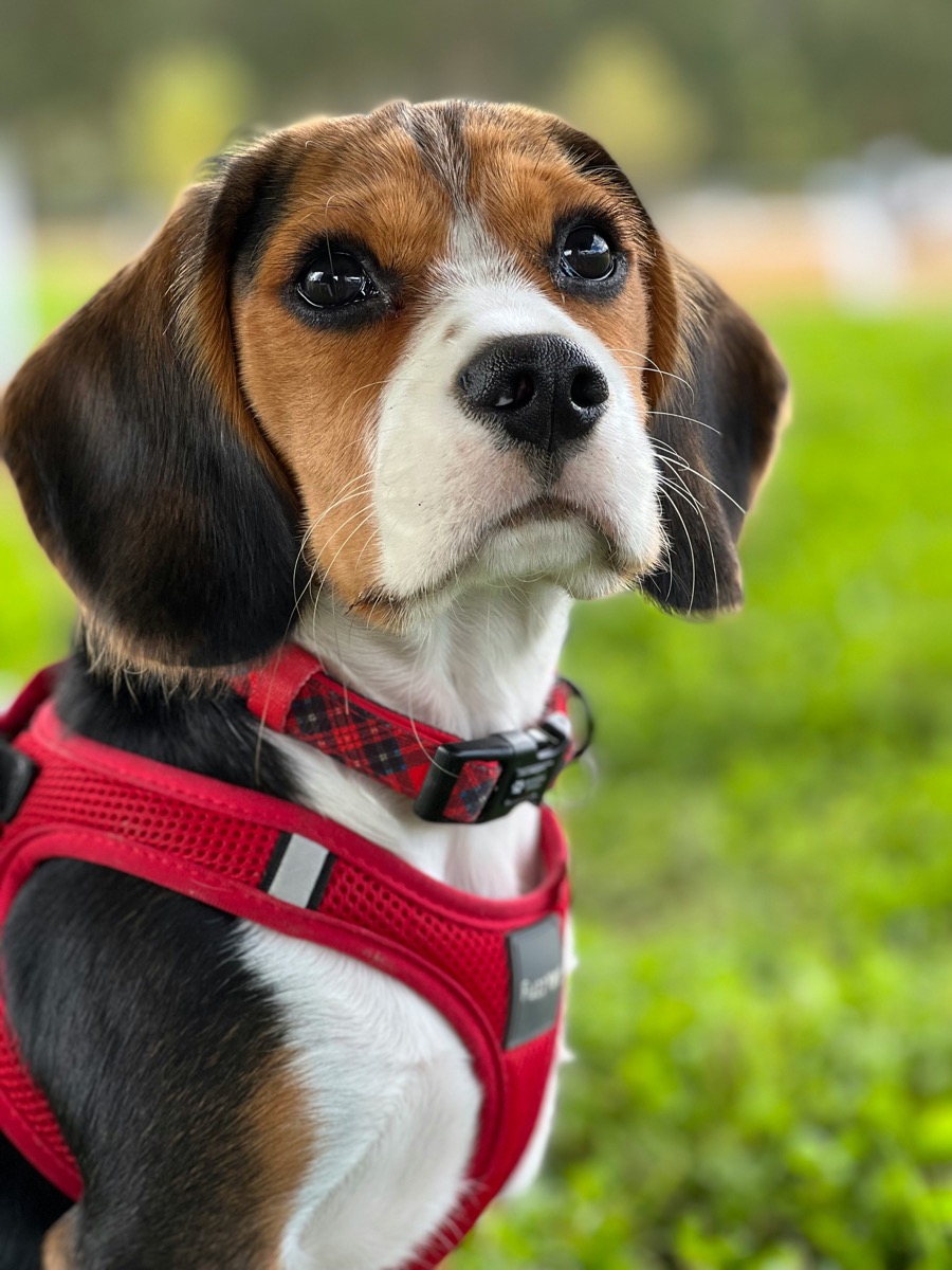 Beagle